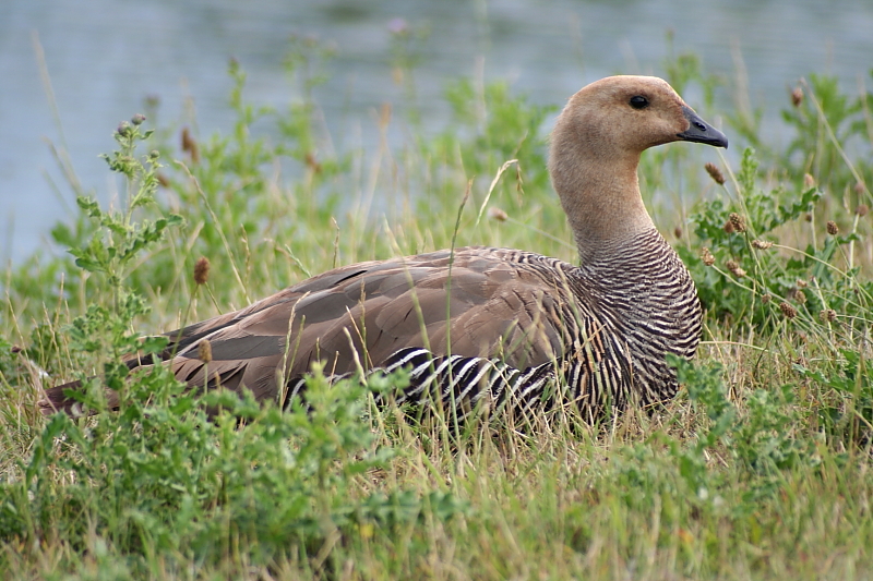 Killikus® Fotographie Killikus® Fotographie